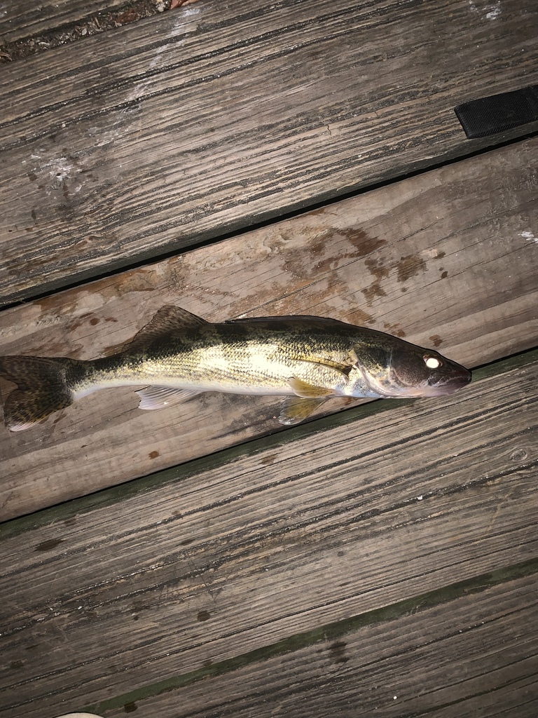 Saugeye (Freshwater fish of Mississippi) · iNaturalist