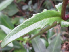 Gynura