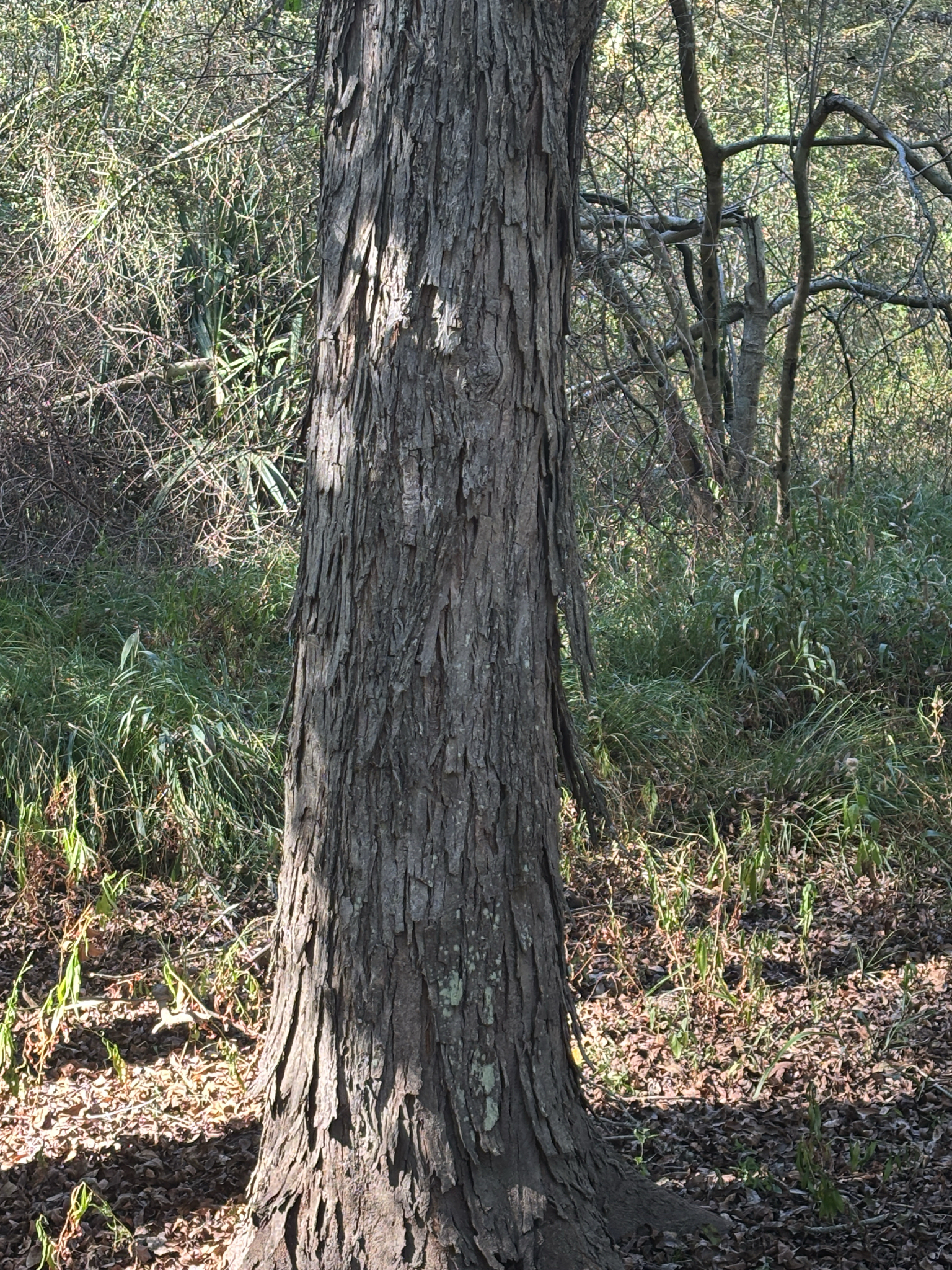 Water Hickory (Carya aquatica)