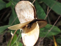 Dioscoreaceae