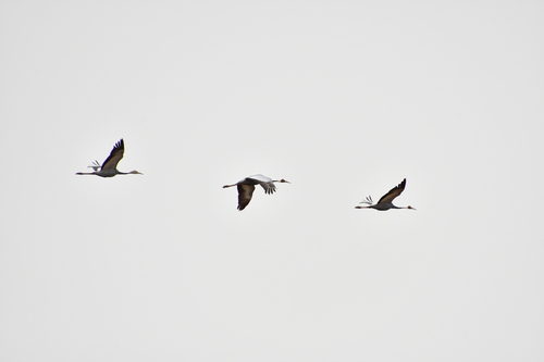 White-naped Crane