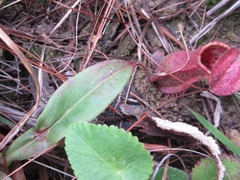 Nepenthes smilesii