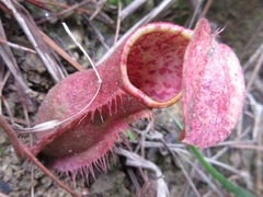 Nepenthes smilesii