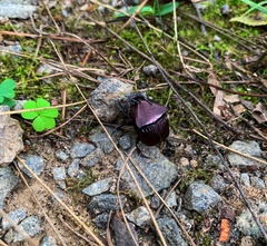 Phanaeus triangularis triangularis