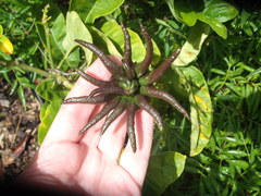 Citrus medica sarcodactylis