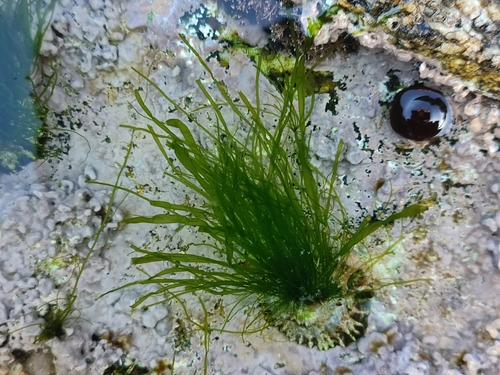 Ulva compressa observed 2025-10-16