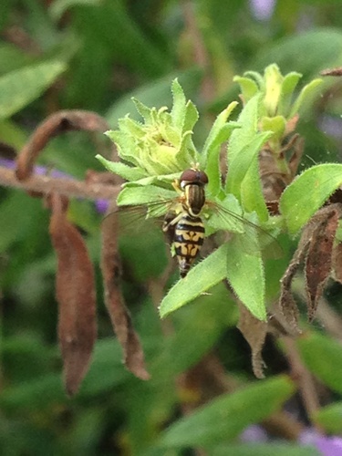 Unknown species found near Land Between the Lakes National Recreation Area, Cadiz, KY, US