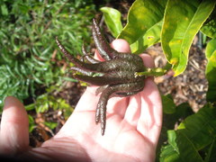 Citrus medica sarcodactylis