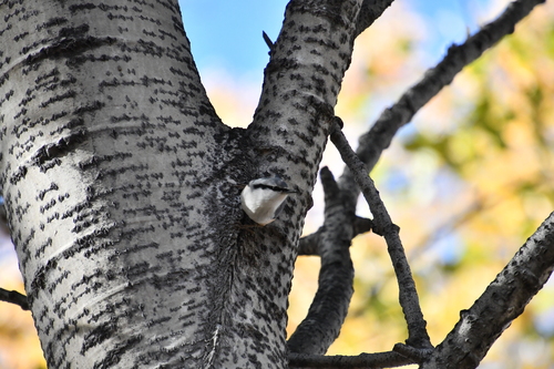 Eurasian Nuthatch