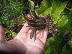 Citrus medica sarcodactylis