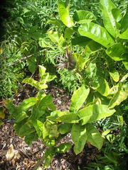 Citrus medica sarcodactylis