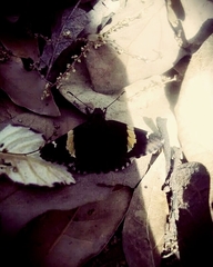 Thorybes pseudocellus