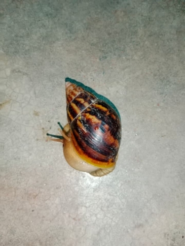 African Giant Snail