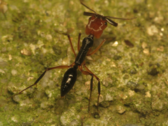 Odontomachus erythrocephalus