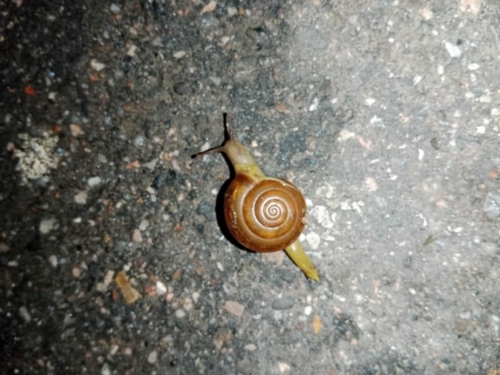 horntail snail