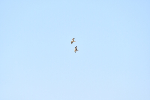 Siberian Rough-legged Buzzard