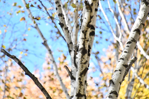 Eurasian Treecreeper