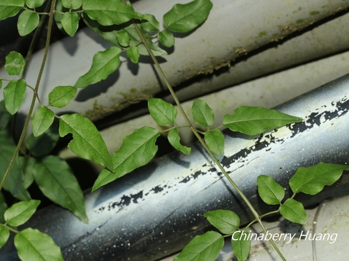 Jasminum sinense iNat (2)
