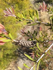 Melaleuca decussata