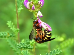 Dianthidium curvatum