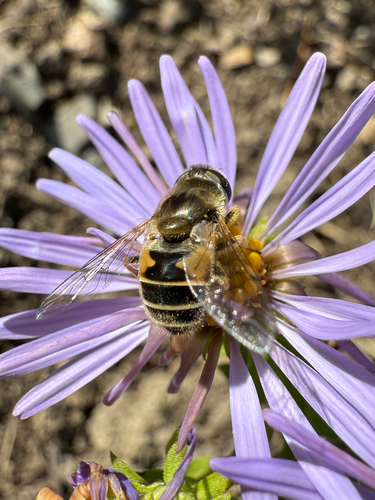 Unknown species found near Comstock Knoll Dr, Ithaca, NY, US
