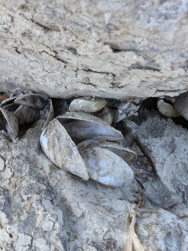 Dreissena polymorpha