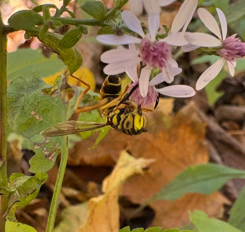 Unknown species found near Bronx County, US-NY, US