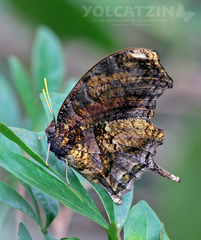 Consul fabius cecrops