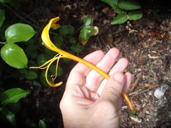Lonicera hildebrandtiana