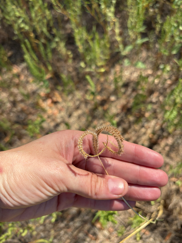 Paraguayan windmill grass (Stapfochloa canterae)