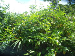 Lonicera hildebrandtiana
