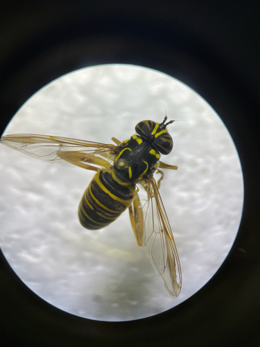 Unknown species found near Flagg Rd, Kingston, RI, US