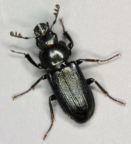 Platycerini