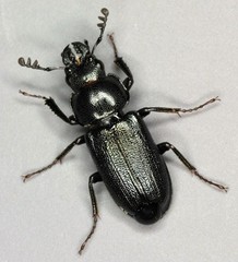 Platycerus