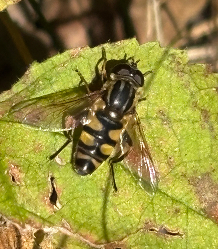 Unknown species found near Bronx County, US-NY, US