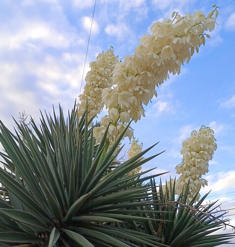 Yucca valida