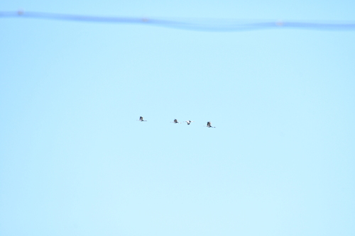 White-naped Crane