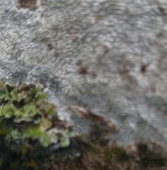 Pertusaria papillata