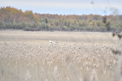 Red-crowned Crane