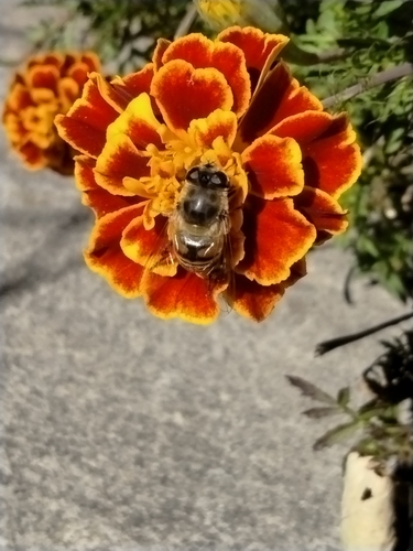 Unknown species found near Gardiner