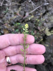 Rorippa sessiliflora