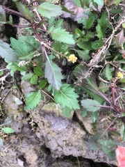 Rorippa sessiliflora