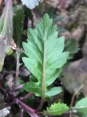 Rorippa sessiliflora