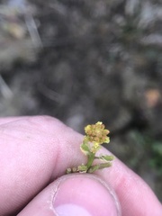 Rorippa sessiliflora