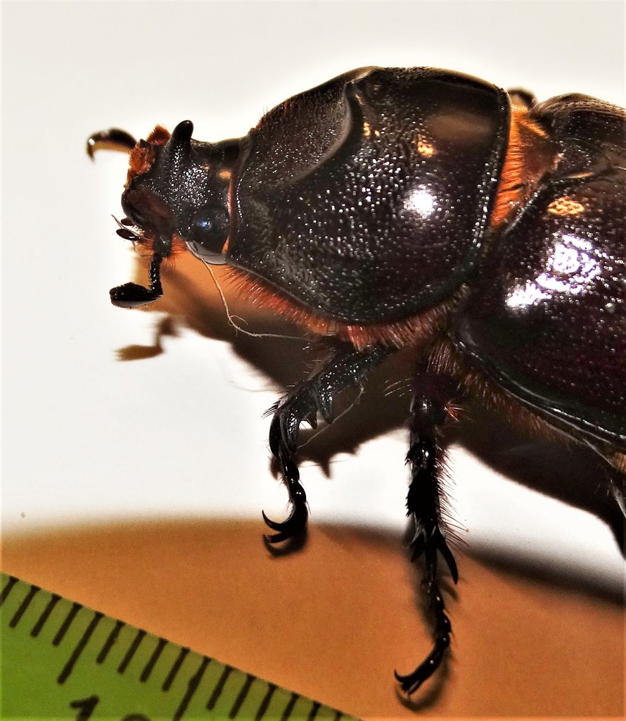 African Rhinoceros Beetle (Mbuluzi Beetles) · iNaturalist