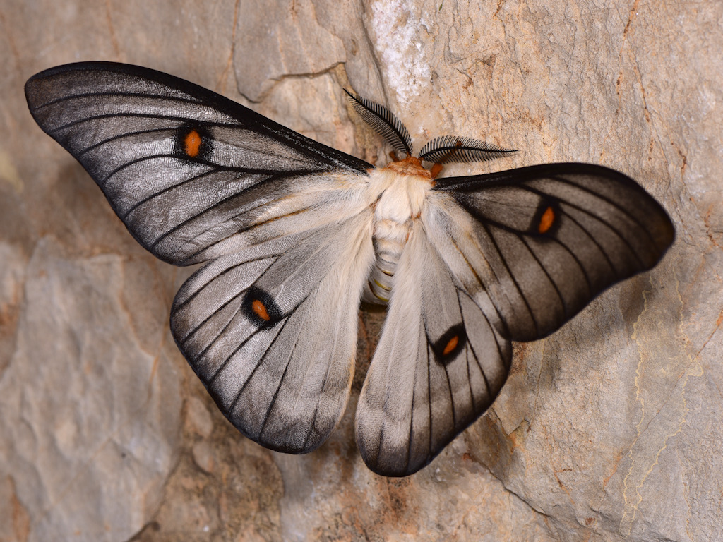Ghostly silkmoth (Ceranchia apollina) · iNaturalist Ghostly silkmoth (Ceranchia apollina) · iNaturalist