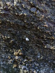 Echinolittorina modesta