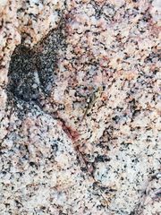 Heliastus sumichrasti