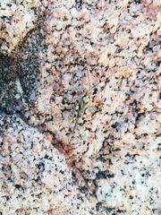 Heliastus sumichrasti