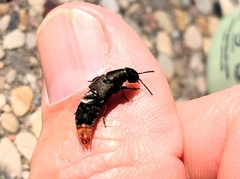Platydracus mysticus